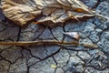 Dry Leaves and Cracked Soil Due to Long Drought. Royalty Free Stock Photo