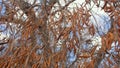 Dry leaves of dead olive tree. Deadly disease killing olive trees across Europe