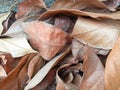 Dry leaves fall and fall to the ground in the yard of the house Royalty Free Stock Photo