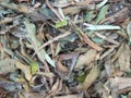 Dry Leaves fallen over ground Royalty Free Stock Photo