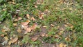 dry leaves falling on the ground Royalty Free Stock Photo