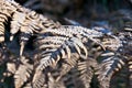 Dry leaves of the fern are covered with hoarfrost