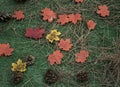 Dry leaves in forest Royalty Free Stock Photo
