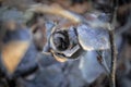 Dry leaves forming a rose flower on tree branches on the ground in spring sunset light Royalty Free Stock Photo