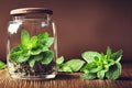 Dry leaves and a fresh sprig of peppermint lie in a glass jar with a lid