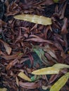 Dry leaves that fall in the garden