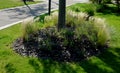 Dry leaves of the grass flutter in the wind and look like hair. flower bed in the street at the deceleration bump.mulching gravel.