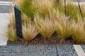 Dry leaves of the grass flutter in the wind and look like hair. flower bed in the street at the deceleration bump.mulching gravel.