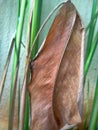 dry leaves are among the green steams