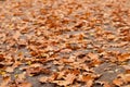 Dry leaves on grey road