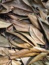 Dry Leaves on the ground Royalty Free Stock Photo