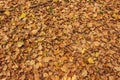 Dry leaves on the ground for background Royalty Free Stock Photo