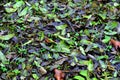 Dry leaves on the ground Royalty Free Stock Photo