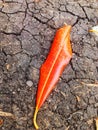 the dry leaves on the ground fall from the tree. you can see the dry land around it until it reclaims