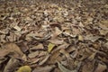 Dry leaves on the ground by selective focusing, small dry leaves