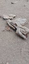 dry leaves on the ground in the yard of the house Royalty Free Stock Photo