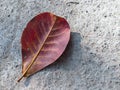 The dry leaves of Indian Almond tree.