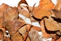 Dry leaves isolated on white background