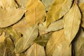 Dry leaves laurel