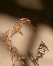 dry leaves with a light and brown background