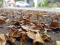 dry leaves on a lonely street during a very quiet day