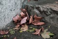 Dry leaves on an outdoor stairway Royalty Free Stock Photo