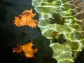 Dry leaves over water Royalty Free Stock Photo