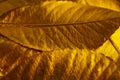 Dry Leaves Painted In Orange Gold. Texture Leaves Background. Flat Layout With Space For Text