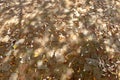 Dry leaves on old brick paving under dappled sunlight. Virginia, USA. Royalty Free Stock Photo