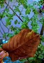 Dry leaves the seasonal changes of leaves.