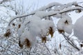 Dry leaves and seeds on hornbeam branches during winter snowfall