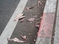 Dry leaves on the side of the concrete road in the urban area during the autumn with white/red painting on the side of the road