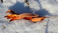 Dry leaves and snow