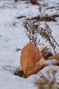Dry leaves in snow in winter Royalty Free Stock Photo