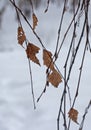 Dry leaves in a snowy forest Royalty Free Stock Photo