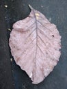 Dry leaves on the stairs