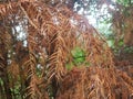 Dry leaves on the streets in Heusenstamm in Germany Royalty Free Stock Photo