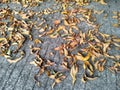 The dry leaves strewn on the road Royalty Free Stock Photo