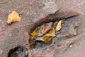 Dry leaves on strret walk for background and abstract