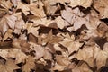 Dry leaves with sunlight Royalty Free Stock Photo