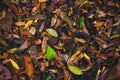 Dry leaves texture Dried forest floor backdrop. Royalty Free Stock Photo