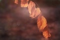 Dry leaves transparent in light on soft backgrounds Royalty Free Stock Photo