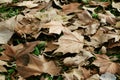 Dry leaves of a tree on an autumn day