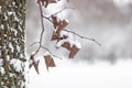 Dry leaves on tree branch under fresh white snow in winter city park Royalty Free Stock Photo