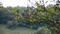 Dry leaves on tree during the drought