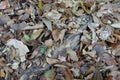 Dry leaves on tree roots for backgrounds Royalty Free Stock Photo