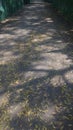 Dry leaves and tree shadow patterns on road in fall and spring season in India