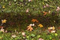 dry leaves of trees in a bright autumn forest Royalty Free Stock Photo