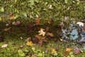 dry leaves of trees in a bright autumn forest Royalty Free Stock Photo