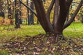 Dry leaves of trees in a bright autumn forest Royalty Free Stock Photo